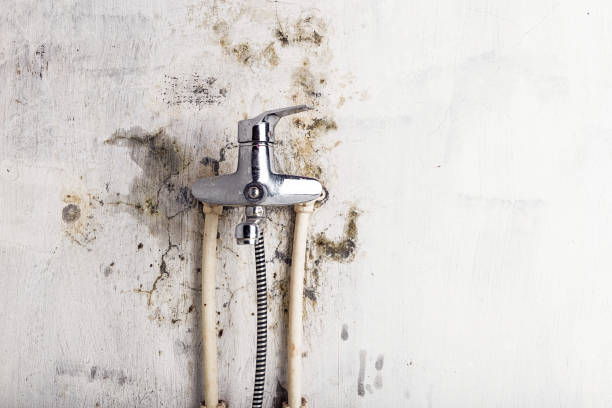 Best Post-Flood Mold Remediation in Ashford, AL