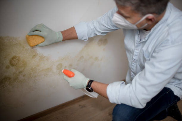 Best HVAC Mold Remediation in Ashford, AL