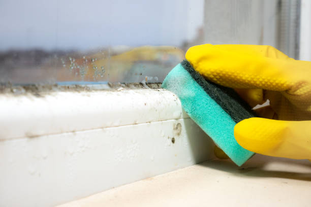 Best Industrial Mold Remediation in Ashford, AL