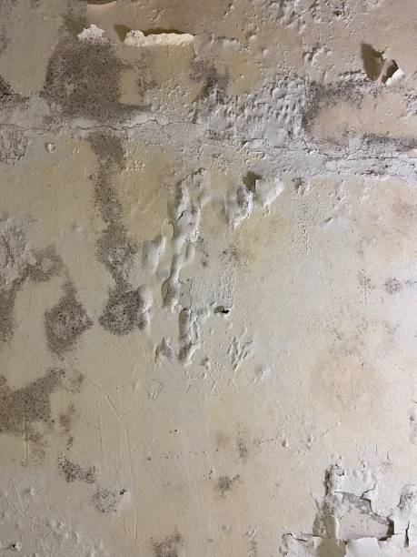 Best Attic Mold Remediation in Ashford, AL