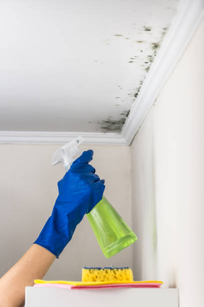 Trusted Ashford, AL Mold Remediation Experts